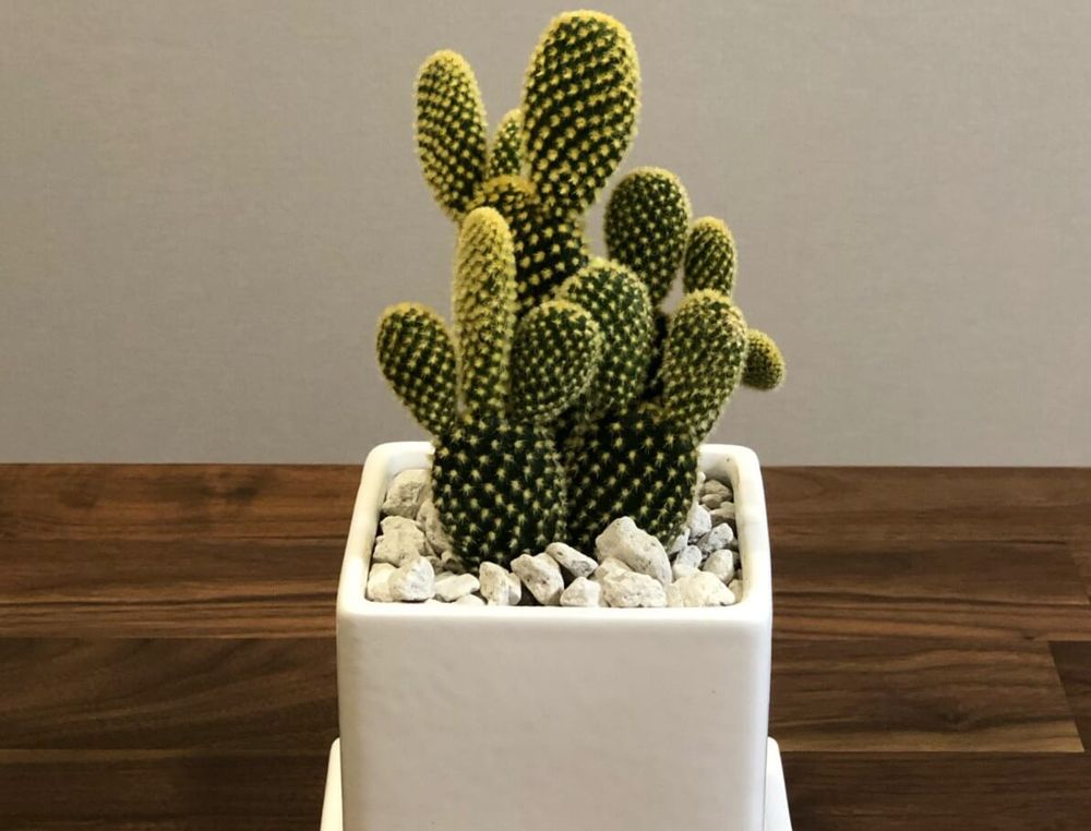 ウチワサボテン