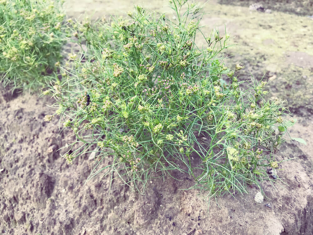 クミン　ハーブ