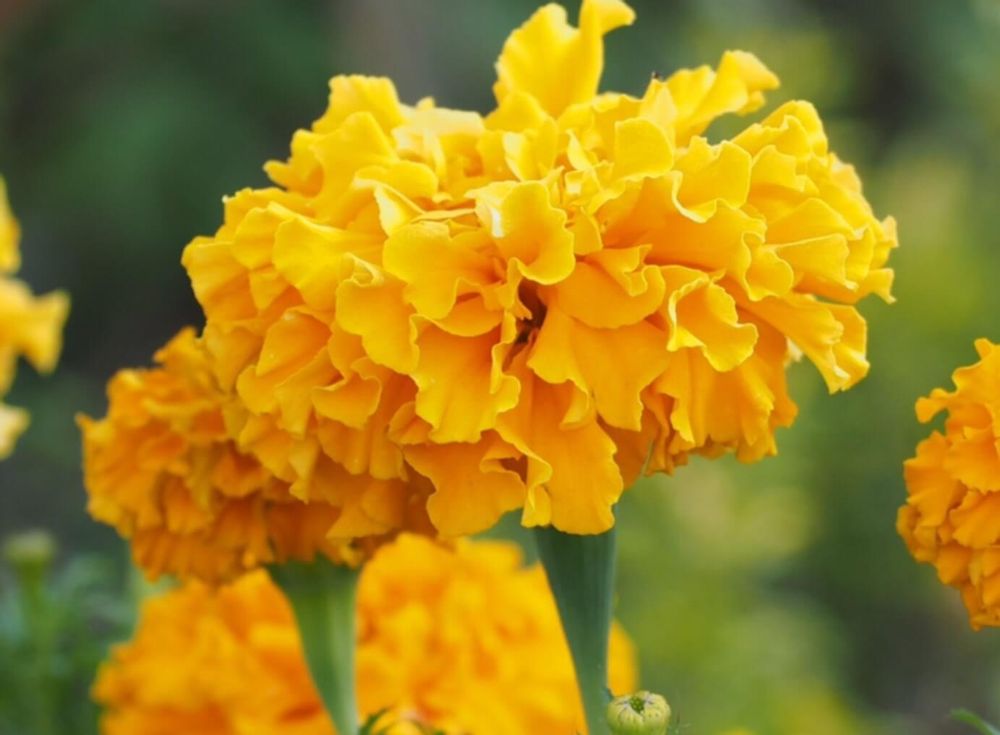 アフリカンマリーゴールド