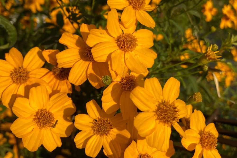 マリーゴールド