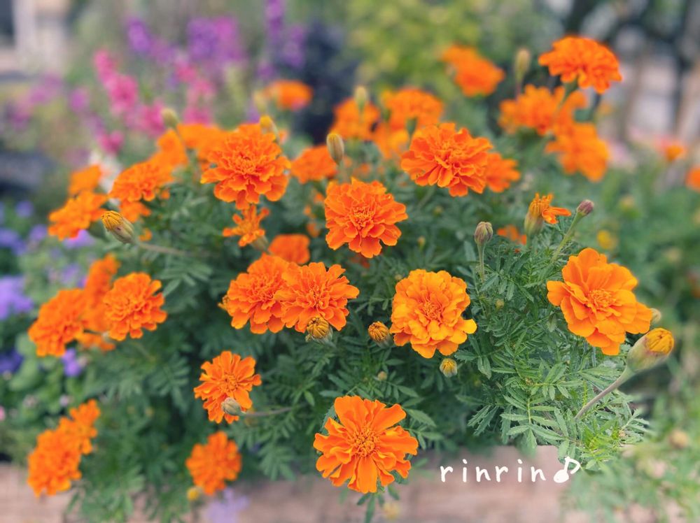 マリーゴールド