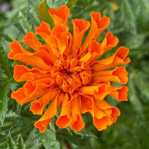 マリーゴールドの種類 人気の４品種の特徴や開花時期など Greensnap グリーンスナップ