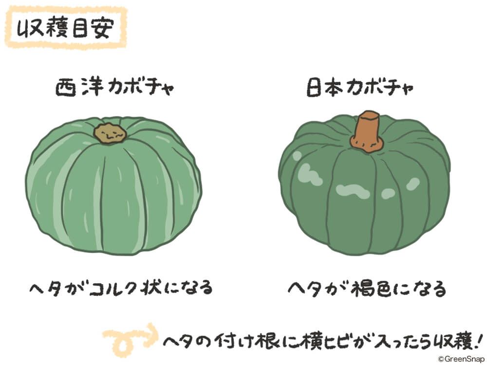 カボチャ 収穫 イラスト