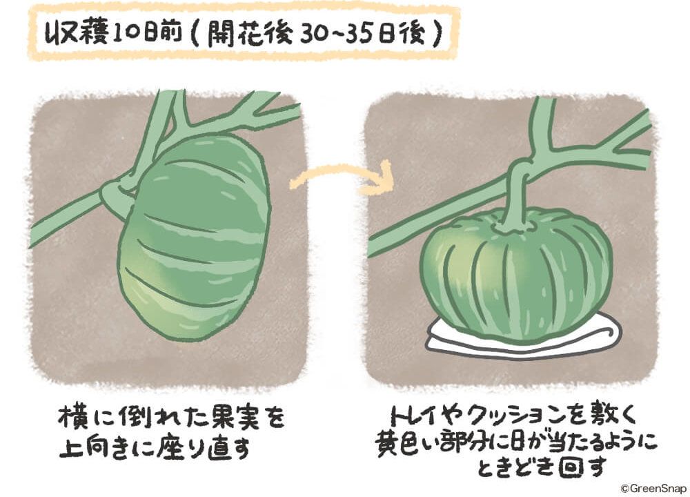 カボチャ 玉直し イラスト