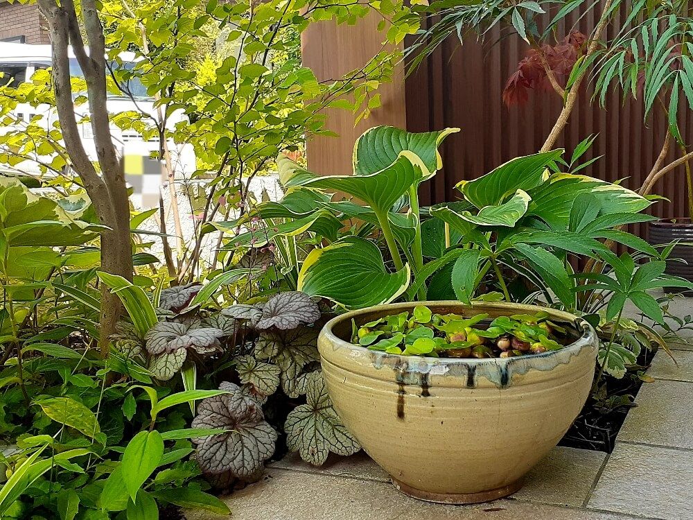 観葉植物の寄せ植え