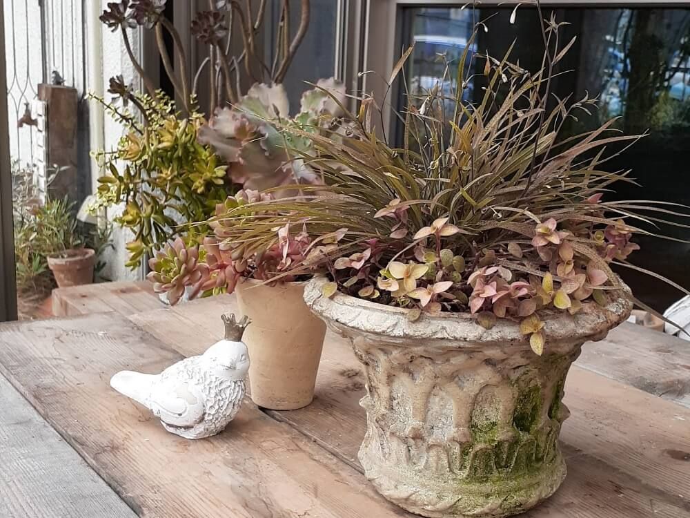 観葉植物の寄せ植え