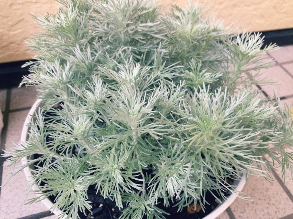 カラーリーフ　アサギリソウ