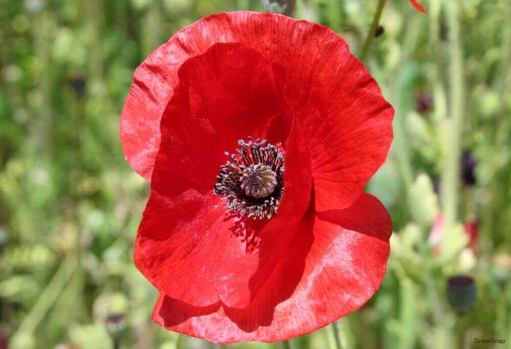 赤いポピー