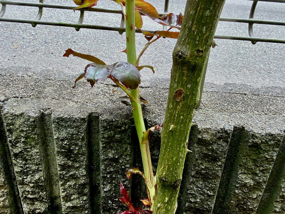 図解 バラ 薔薇 の剪定 種類ごとの時期や方法は シュートは剪定する Greensnap グリーンスナップ