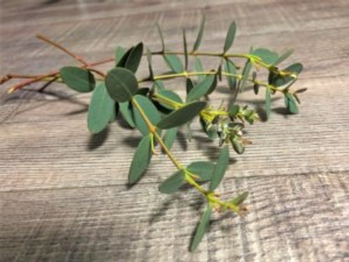 ユーカリが枯れる原因 対策 しおれた葉を復活させることはできる Greensnap グリーンスナップ ユーカリが枯れる原因 対策 しおれた葉を復活させることはできる Greensnap グリーンスナップ