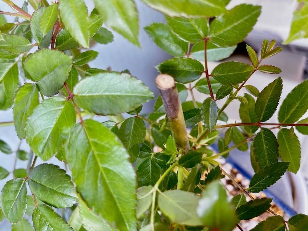 写真：バラに病気の枝枯れ病が発生している