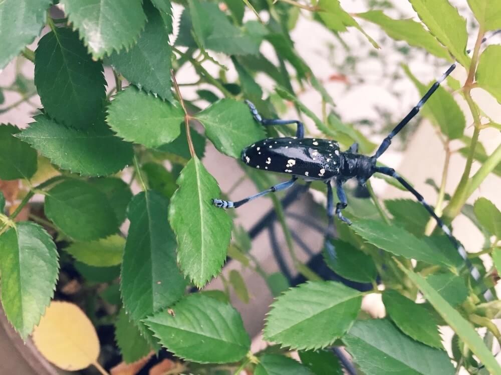 写真：バラに害虫のカミキリムシが発生している