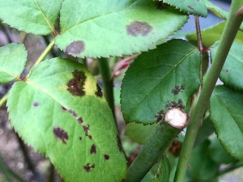 バラ 薔薇 の病気 害虫 各症状や発生原因 駆除 対策方法は Greensnap グリーンスナップ