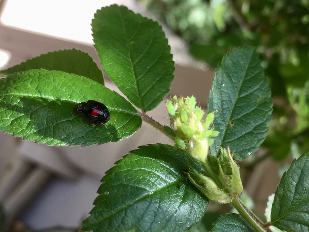 写真：バラに害虫のアブラムシが発生している