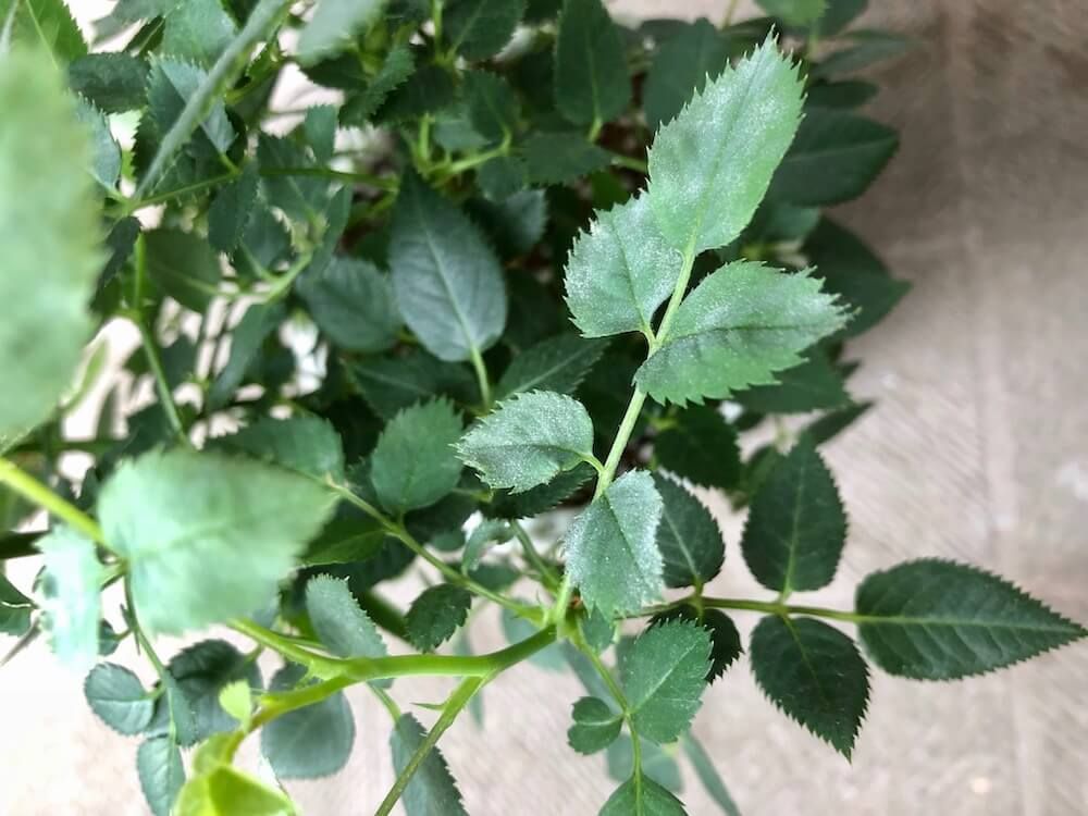 写真：バラがうどん粉病の病気にかかっている