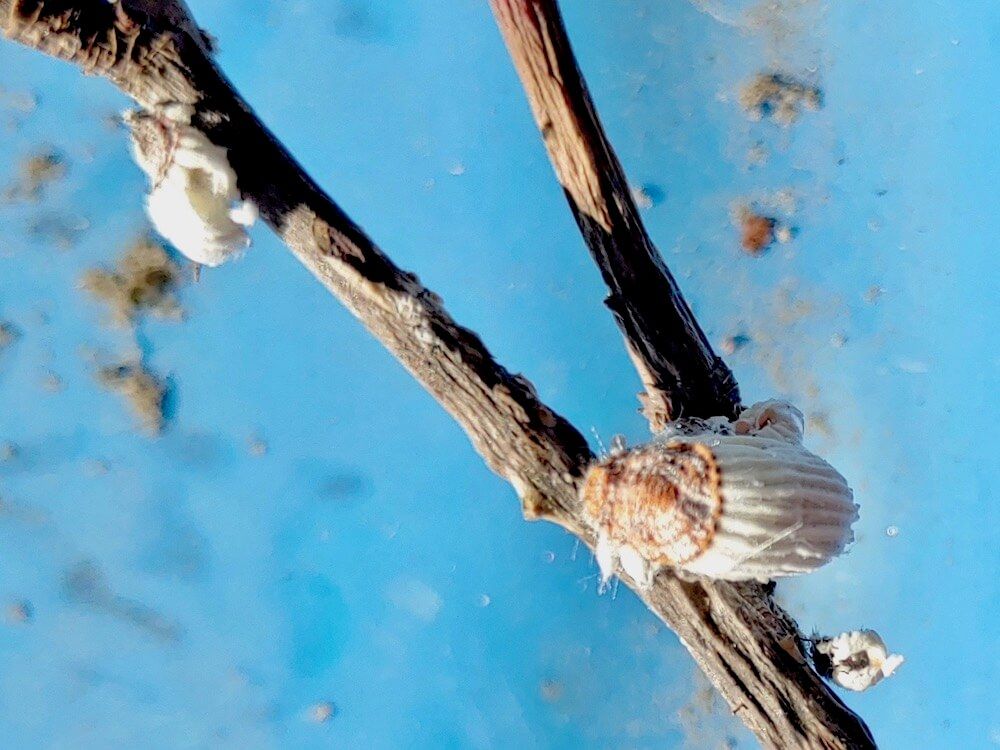 写真：バラに害虫のカイガラムシが発生している