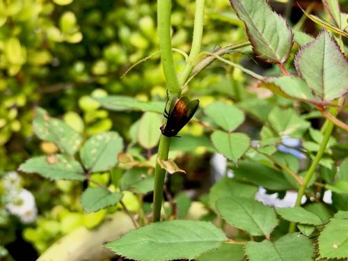 バラ 薔薇 の病気 害虫 各症状や発生原因 駆除 対策方法は Greensnap グリーンスナップ