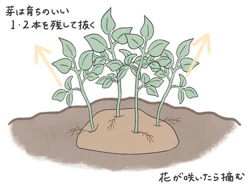 ジャガイモの栽培 植え付けの方法や時期は プランターで育てるコツは Greensnap グリーンスナップ ジャガイモの栽培 植え付けの方法や時期は プランターで育てるコツは Greensnap グリーンスナップ