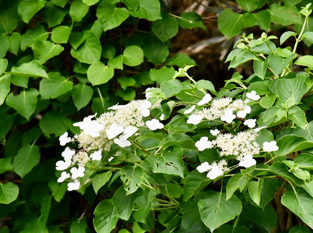 ツルアジサイ　白い花