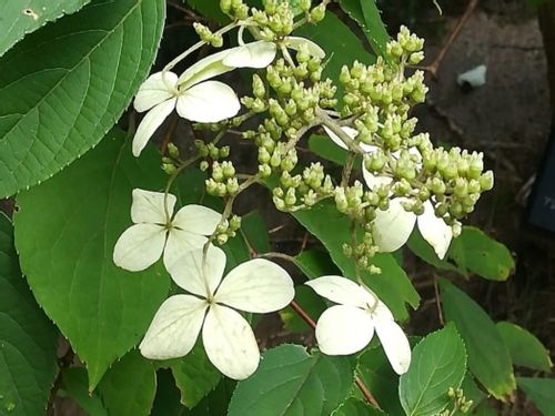 ツルアジサイの育て方 栽培する場所や気をつける病気や害虫は Greensnap グリーンスナップ