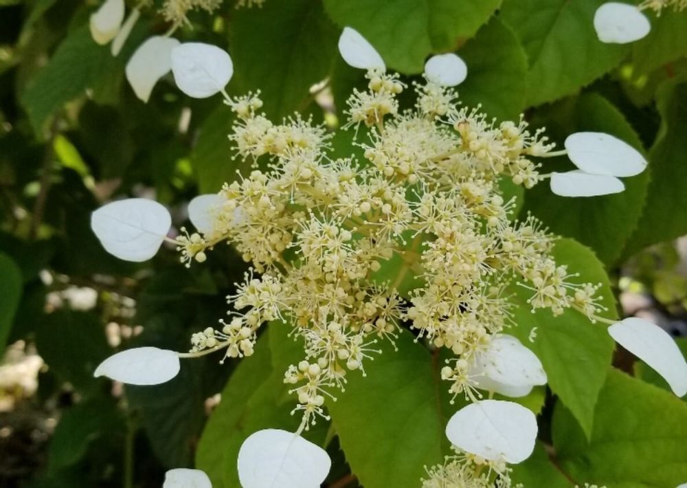 ツルアジサイ　白い花