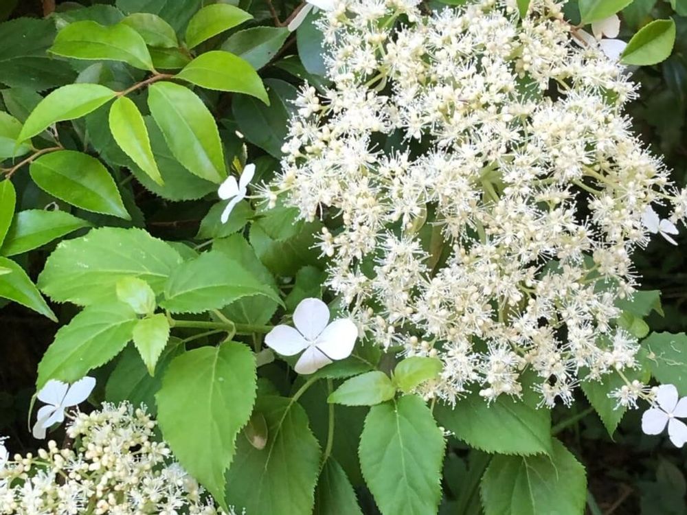 ツルアジサイ　白い花