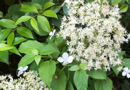 アジサイ 紫陽花 の植え替え時期 方法 地植えでも必要 株分けのコツは Greensnap グリーンスナップ