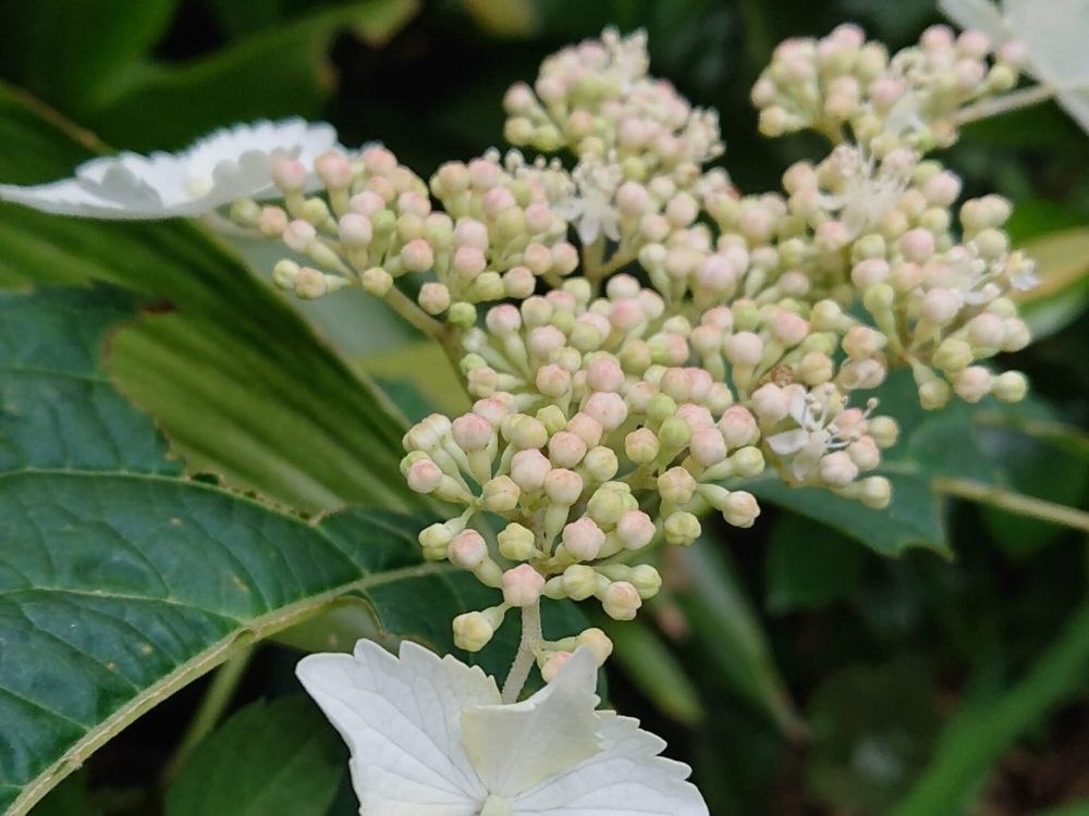 ツルアジサイ　白い花　葉