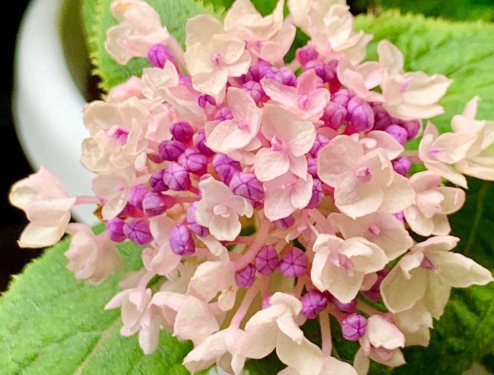 タマアジサイ(玉紫陽花)　ピンク色の花