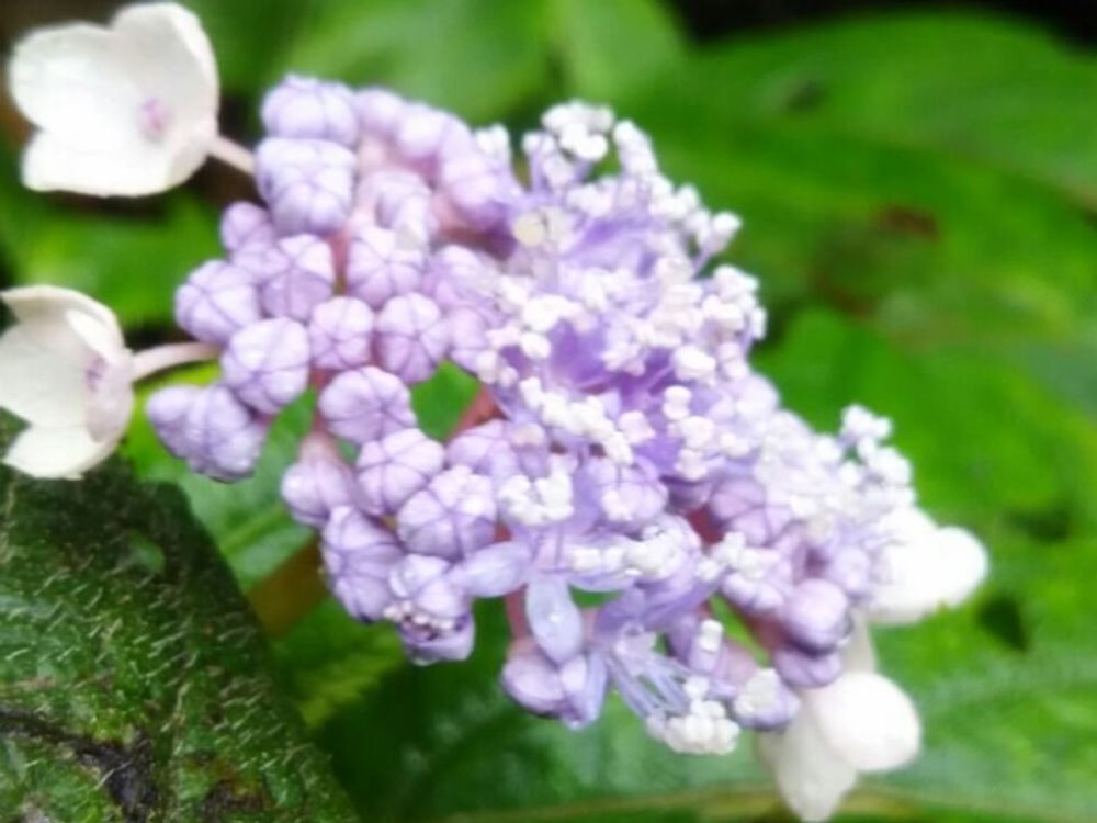 タマアジサイ(玉紫陽花)　紫色の花
