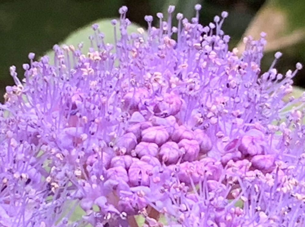 タマアジサイ(玉紫陽花)　紫色の花