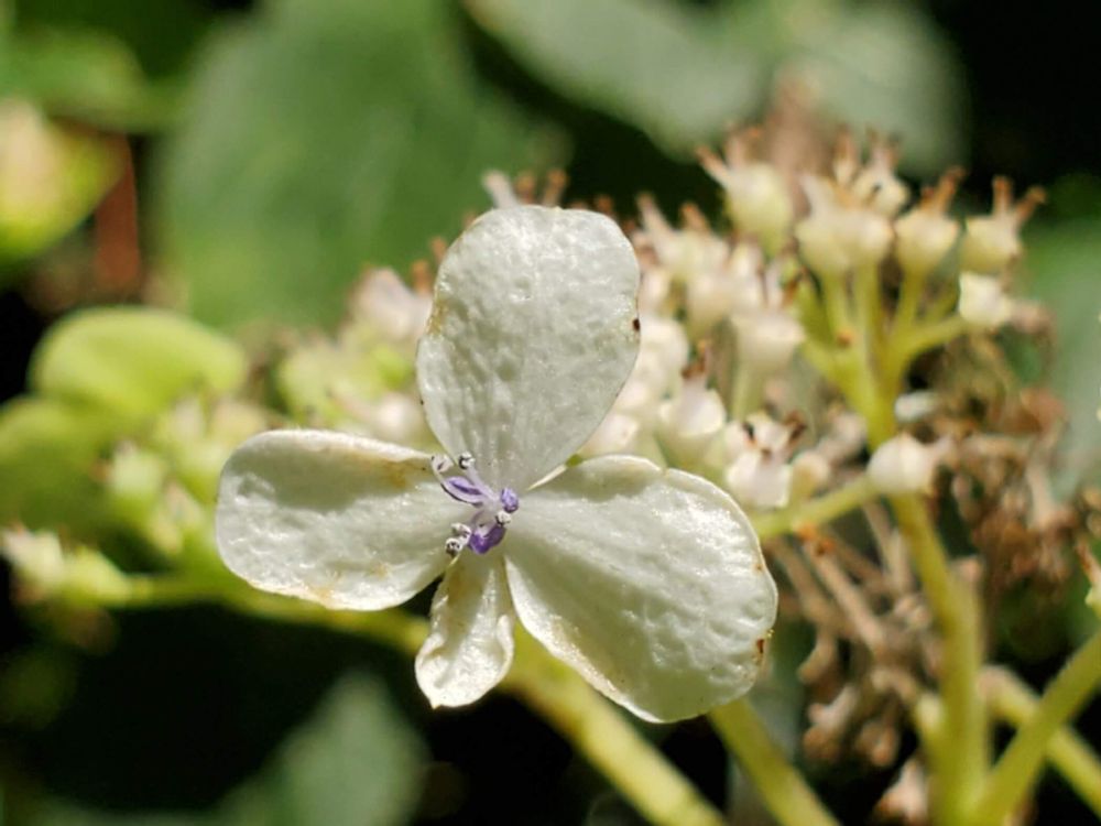 タマアジサイ(玉紫陽花)　白い花