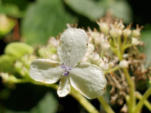 タマアジサイ 玉紫陽花 の育て方 育てる土や水やりの頻度 必要な手入れは Greensnap グリーンスナップ