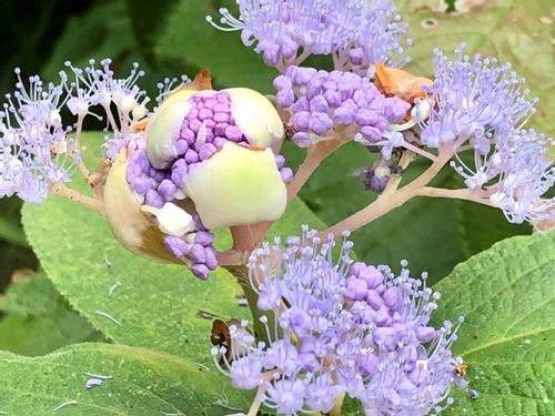 タマアジサイ 玉紫陽花 の育て方 育てる土や水やりの頻度 必要な手入れは Greensnap グリーンスナップ