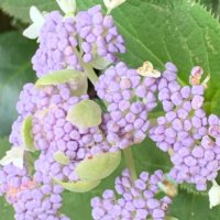 タマアジサイ(玉紫陽花)の育て方｜育てる土や水やりの頻度、必要な手入れは？の画像