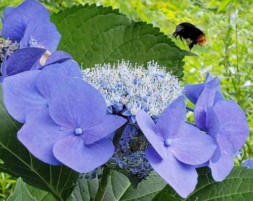 アジサイ 紫陽花 の植え替え時期 方法 地植えでも必要 株分けのコツは Greensnap グリーンスナップ