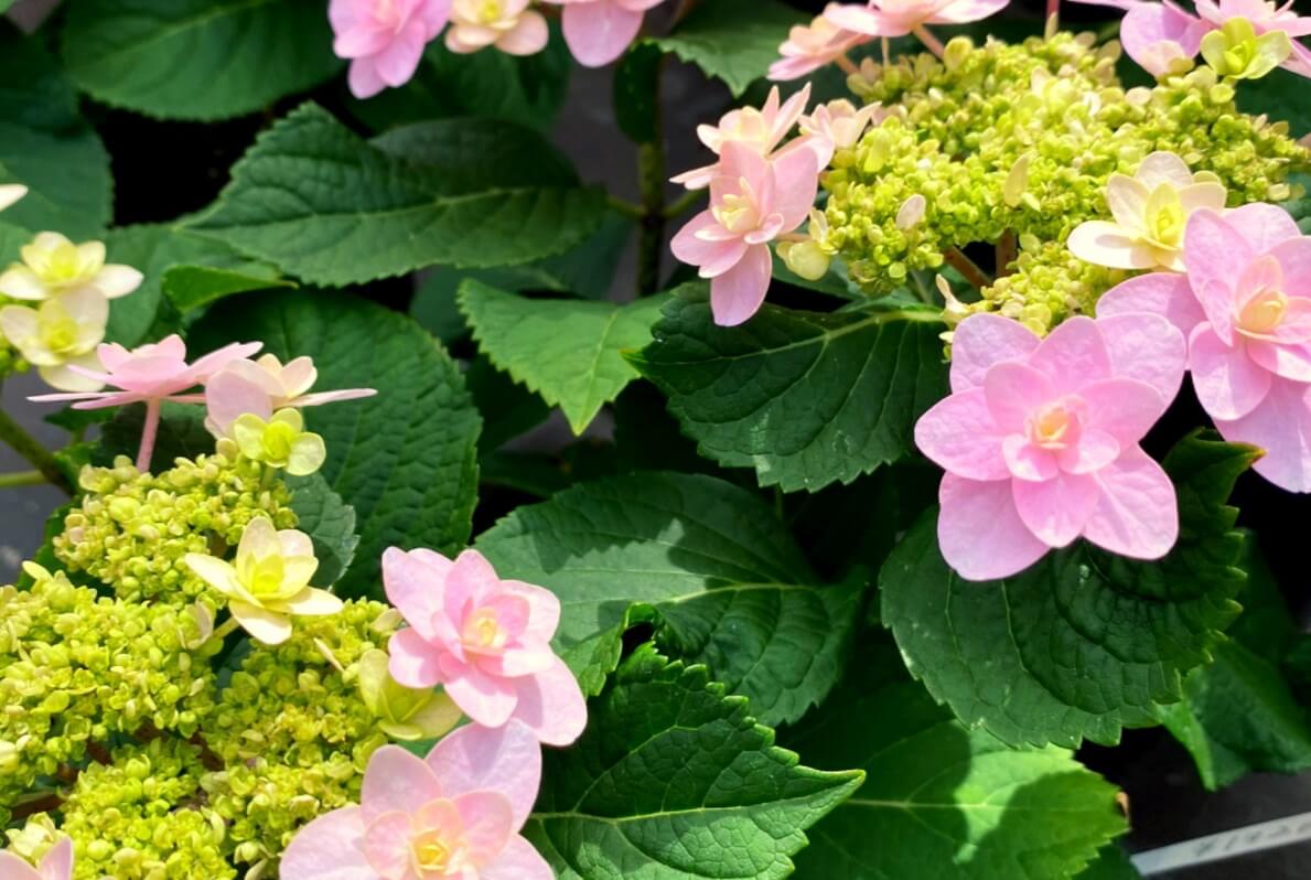 アジサイ 紫陽花 の土 アルカリ性 酸性で花色を変える方法は Greensnap グリーンスナップ