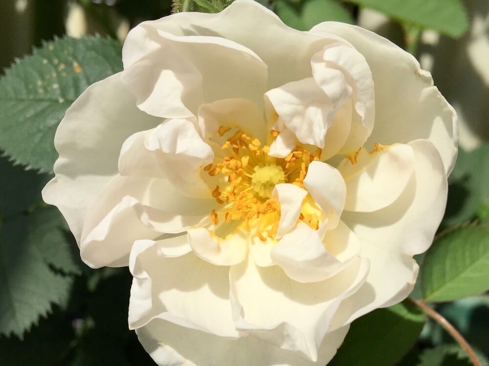 バラ　アルバ・セムプレナ　オールドローズ