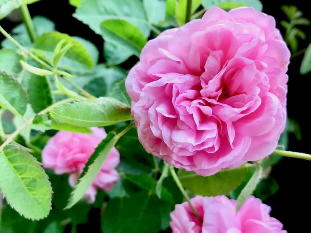 バラ　ロサ・ケンティフォリア　オールドローズ