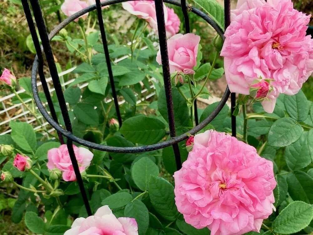 バラ　ダマスク・イスパハン　オールドローズ