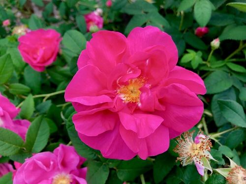 バラ 薔薇 の種類 ピンクや赤の品種は 初心者でも育てやすいのは Greensnap グリーンスナップ
