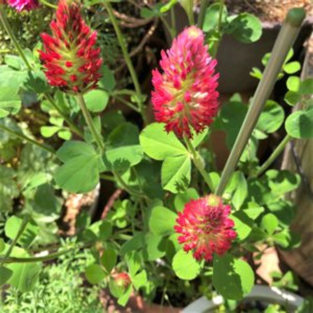 ストロベリーキャンドル