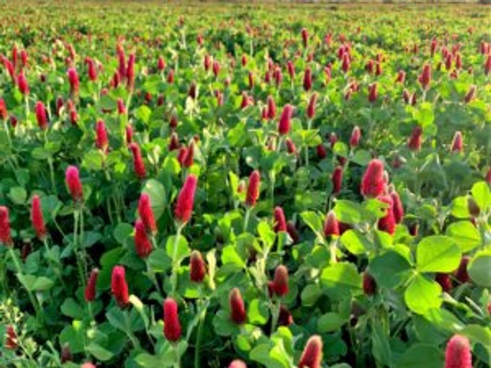 ストロベリーキャンドル