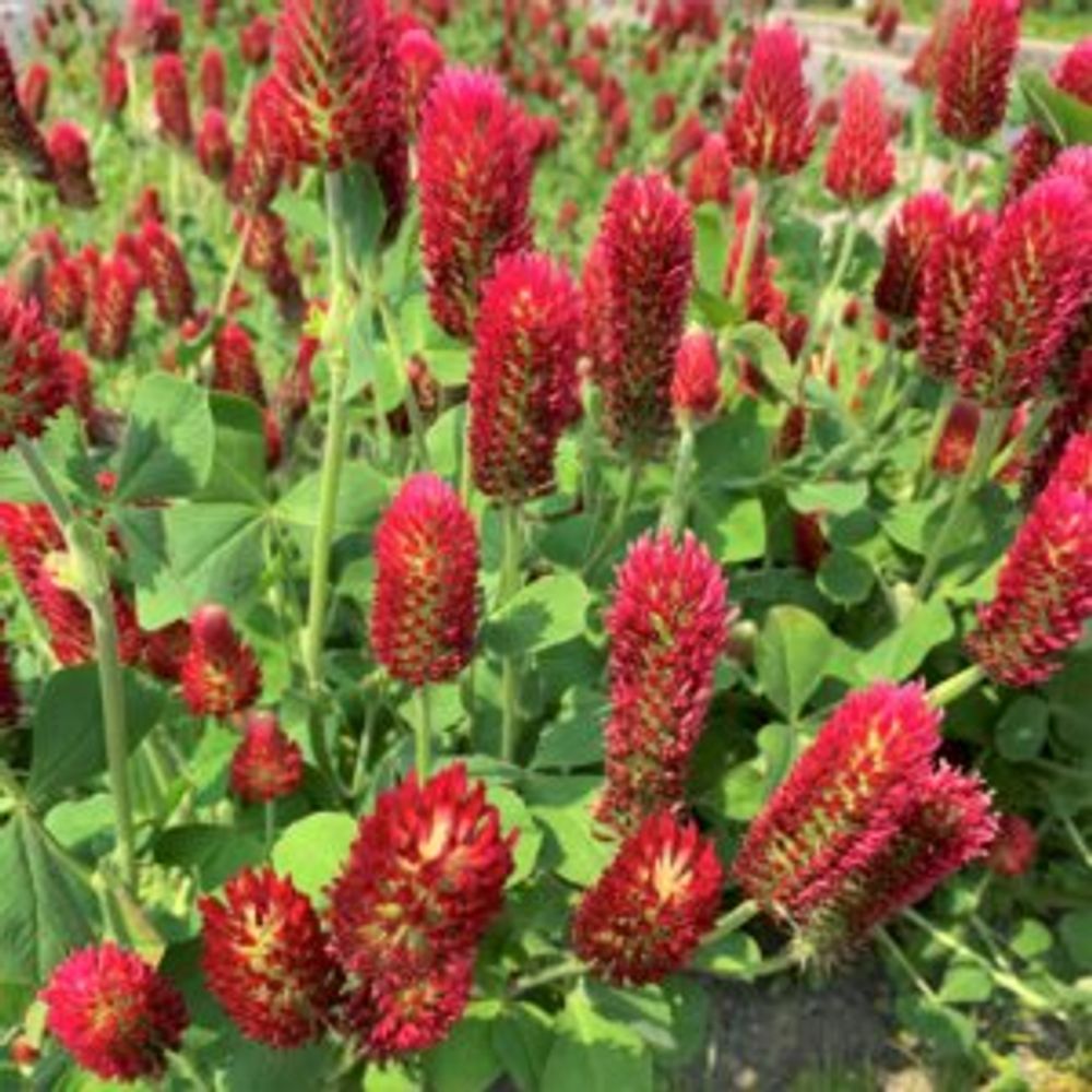 ストロベリーキャンドル