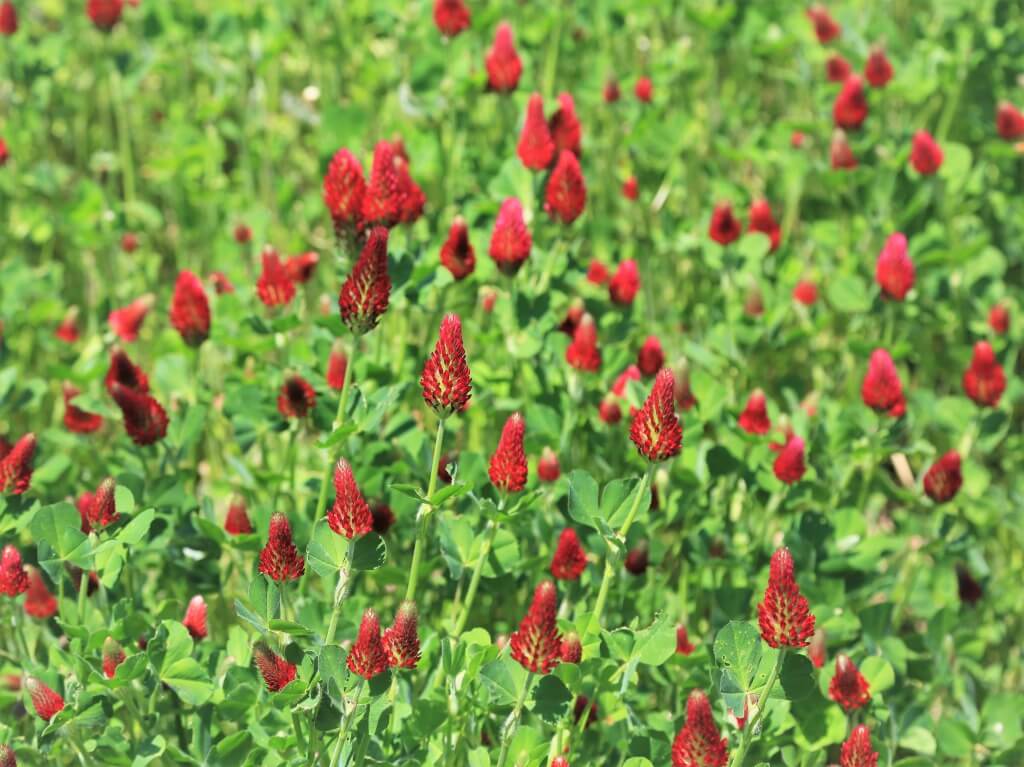 ストロベリーキャンドルの花言葉 花の特徴やドライフラワーの作り方は Greensnap グリーンスナップ