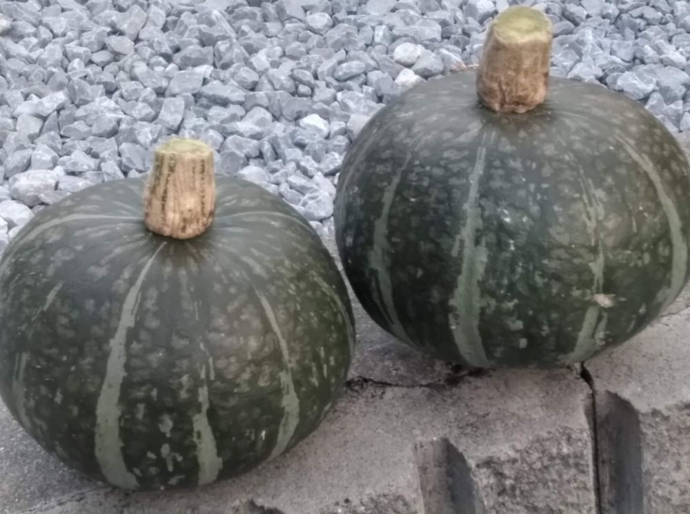 かぼちゃ
