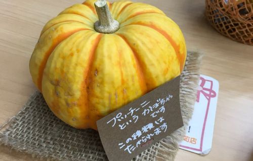 かぼちゃの種類 日本かぼちゃ 西洋かぼちゃ ペポかぼちゃとは Greensnap グリーンスナップ