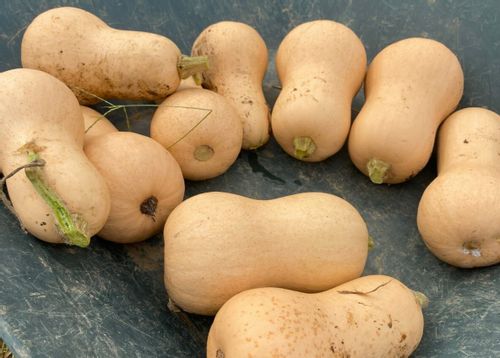 かぼちゃの種類 日本かぼちゃ 西洋かぼちゃ ペポかぼちゃとは Greensnap グリーンスナップ