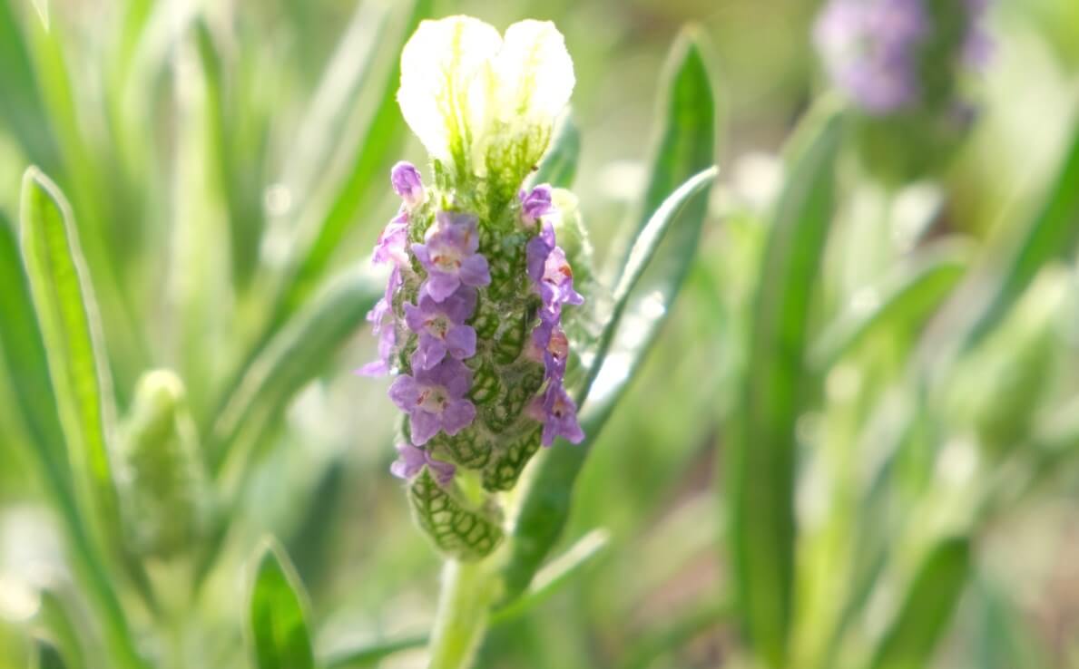 ラベンダーの種類 品種 花の特徴や香りの強さの違いは Greensnap グリーンスナップ