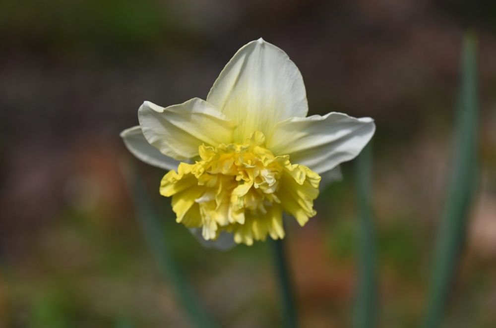 水仙 スイセン 八重咲き